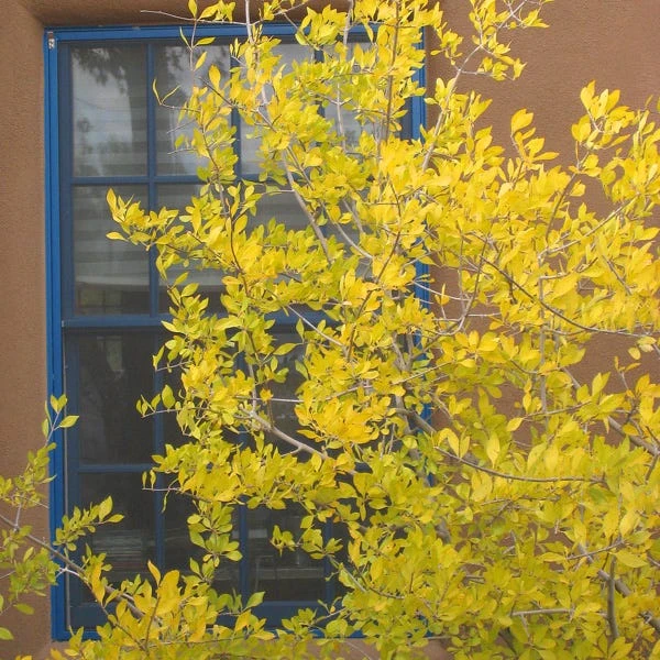 Berry Girl New Mexico Privet 2 Berry Girl New Mexico Privet - Image 2