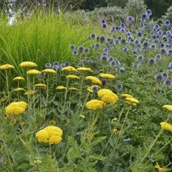 Coronation Gold Yarrow -Verdurely Sales Store achillea coronation gold yarrow globe thistle garden