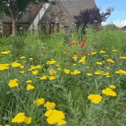 Moonshine Yarrow 7 Moonshine Yarrow -Verdurely Sales Store achillea moonshine yarrow 3