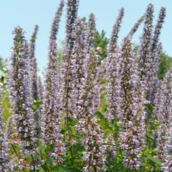 Blue Fortune Agastache -Verdurely Sales Store agasatche blue fortune blue garden 1