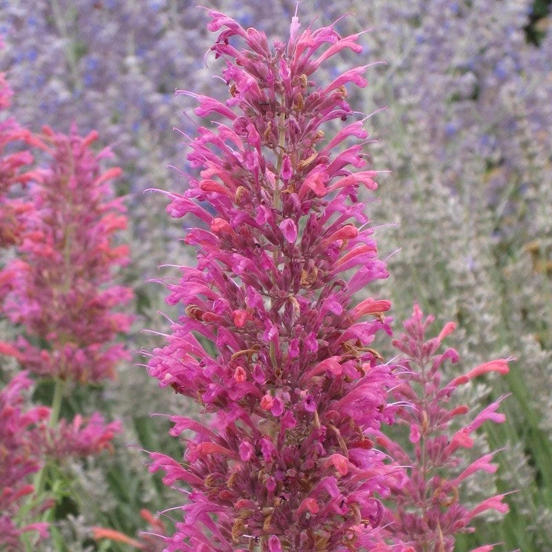 Desert Sunrise® Agastache 1 Desert Sunrise® Agastache