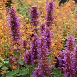 Blue Boa Agastache -Verdurely Sales Store agastache blue boa 1b 1 with apricot sprite 2