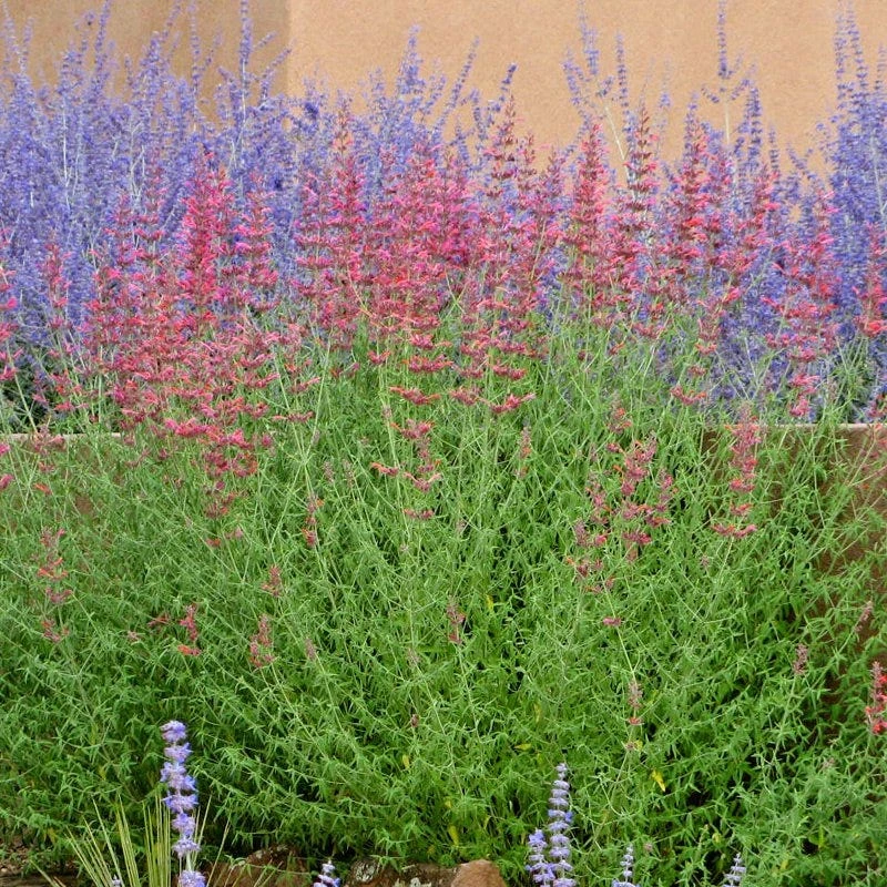 Desert Sunrise® Agastache 2 Desert Sunrise® Agastache - Image 2