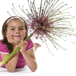 Schubert's Allium -Verdurely Sales Store allium schubertii kid cropped