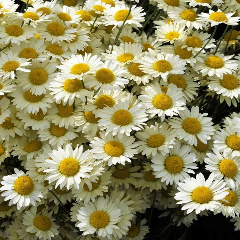 Susanna Mitchell Marguerite Daisy (Anthemis) 1 Susanna Mitchell Marguerite Daisy (Anthemis)