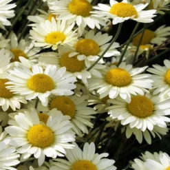 Susanna Mitchell Marguerite Daisy (Anthemis) 6 Susanna Mitchell Marguerite Daisy (Anthemis) -Verdurely Sales Store anthemis tinctoria 19981 close up