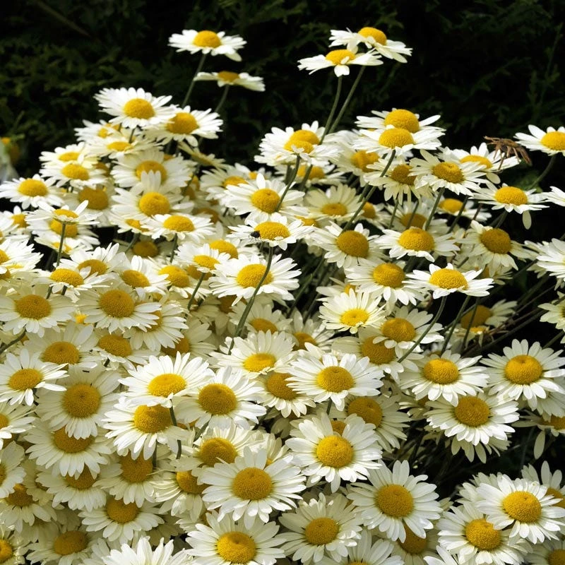 Susanna Mitchell Marguerite Daisy (Anthemis) 4 Susanna Mitchell Marguerite Daisy (Anthemis) - Image 4