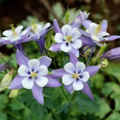 Rocky Mountain Columbine -Verdurely Sales Store aquilegia caerulea rocky mountai