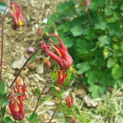 Little Lanterns Columbine 9 Little Lanterns Columbine -Verdurely Sales Store aquilegia little lanterns cropped 5 1