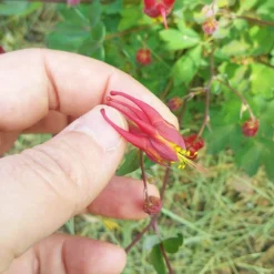 Little Lanterns Columbine 10 Little Lanterns Columbine -Verdurely Sales Store aquilegia little lanterns cropped close up 1 1