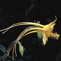 Swallowtail® Columbine -Verdurely Sales Store aquilegia species swallowtail 20822 2 web 1