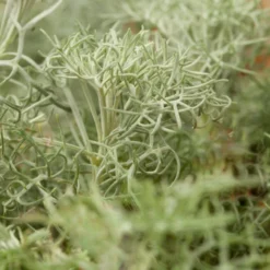 Seafoam Artemisia 7 Seafoam Artemisia -Verdurely Sales Store artemisia versicolor seafoam