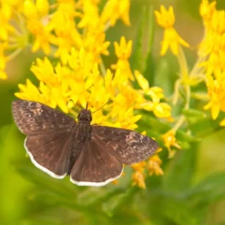 Hello Yellow Butterfly Weed -Verdurely Sales Store asclepias hello yellow milkweed blooms