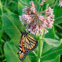 Common Milkweed 9 Common Milkweed -Verdurely Sales Store asclepias syriaca 1