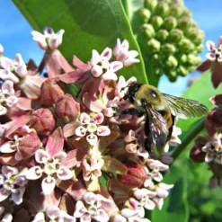 Common Milkweed 10 Common Milkweed -Verdurely Sales Store asclepias syriaca 2