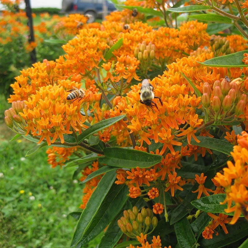 Butterfly Weed (Clay Form) 6 Butterfly Weed (Clay Form) - Image 6