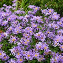 Monch Frikart's Aster -Verdurely Sales Store aster x frikartii m nch flowers garden