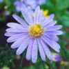 Bluebird Smooth Aster