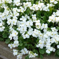 Axcent™ White Aubrieta 5 Axcent™ White Aubrieta -Verdurely Sales Store aubrieta axcent white 3