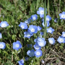 Alternative Lawn Wildflower Seed Mix -Verdurely Sales Store baby blue eyes 1