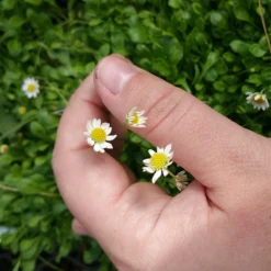 Miniature Mat Daisy (Bellium) -Verdurely Sales Store bellium minutum miniature