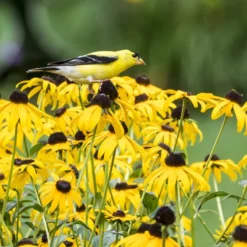 Goldsturm Black Eyed Susan -Verdurely Sales Store bird rudbeckia goldsturm web 2