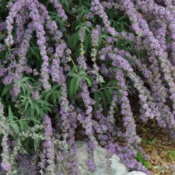 Silver Spring Blooming Butterfly Bush (Buddleia)
