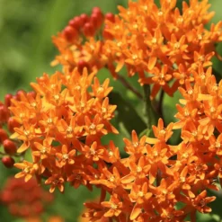 Butterfly Weed 8 Butterfly Weed -Verdurely Sales Store butterfly weed 2