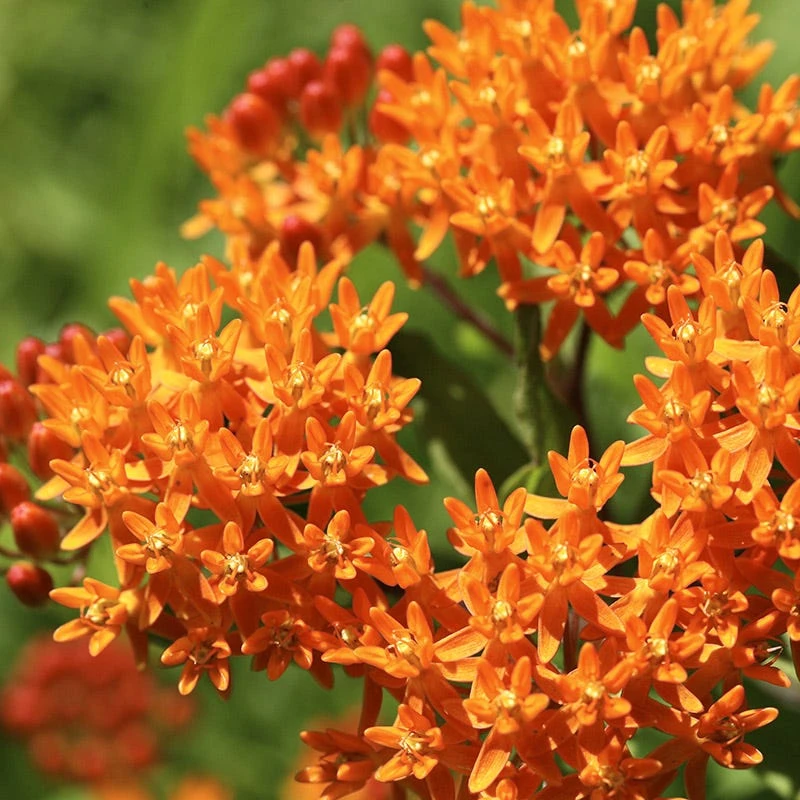 Butterfly Weed 3 Butterfly Weed - Image 3