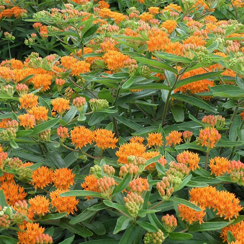 Butterfly Weed 5 Butterfly Weed - Image 5