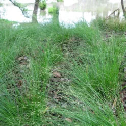 Appalachian Sedge 5 Appalachian Sedge -Verdurely Sales Store carex appalachica hoffman cropped 3 1