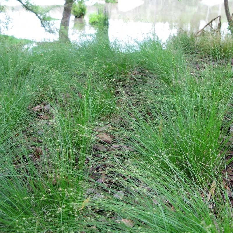 Appalachian Sedge 3 Appalachian Sedge - Image 3