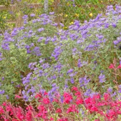 Dark Knight Caryopteris -Verdurely Sales Store caryopteris dark knight bush