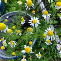 Alternative Lawn Wildflower Seed Mix -Verdurely Sales Store chamomile potted