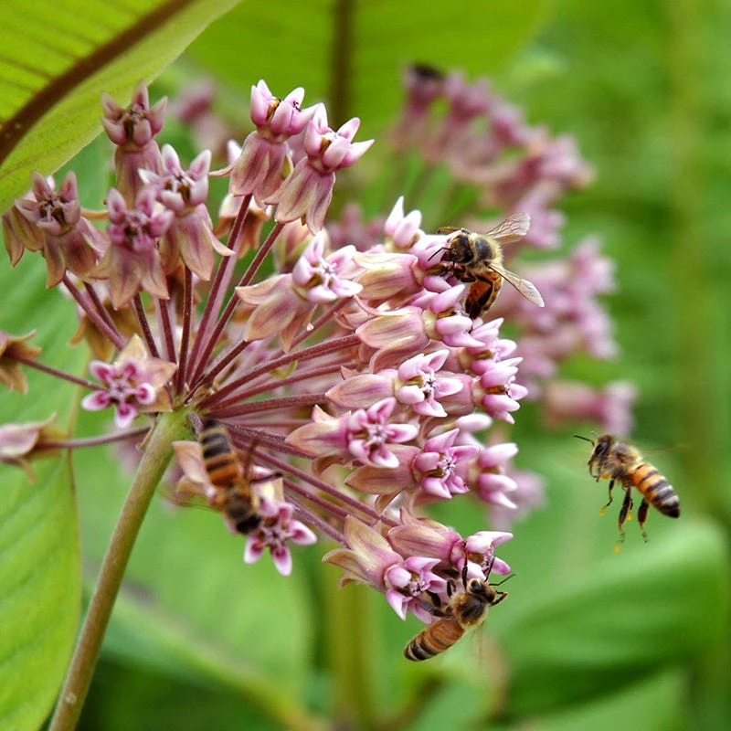 Common Milkweed 1 Common Milkweed