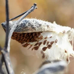 Common Milkweed 8 Common Milkweed -Verdurely Sales Store common milkweed seeds seed pod