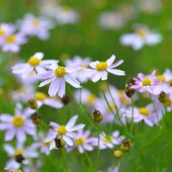 American Dream Coreopsis 7 American Dream Coreopsis -Verdurely Sales Store coreopsis american dream 3