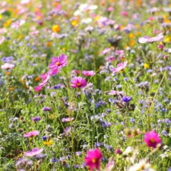 Dry Area Wildflower Seed Mix -Verdurely Sales Store cosmos bachelor buttons meadow