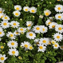 Alternative Lawn Wildflower Seed Mix -Verdurely Sales Store creeping daisy