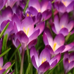 Tommasini's Ruby Giant Crocus -Verdurely Sales Store crocus tommasinianus bulbs ruby giant 39150 1 web