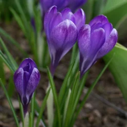 Tommasini's Ruby Giant Crocus -Verdurely Sales Store crocus tommasinianus bulbs ruby giant 39150 3 web