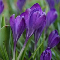 Tommasini's Ruby Giant Crocus -Verdurely Sales Store crocus tommasinianus bulbs ruby giant 39150 4 web