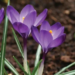 Tommasini's Ruby Giant Crocus -Verdurely Sales Store crocus tommasinianus bulbs ruby giant 39150 5 web