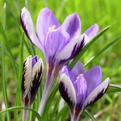 Spring Beauty Snow Crocus -Verdurely Sales Store crocusspringbeauty1