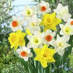 Large Cupped Daffodil Mix -Verdurely Sales Store daffodillargecuppedmix5