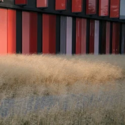 Gold Dew Tufted Hair Grass -Verdurely Sales Store deschampsia cespitosa goldtau hoffman cropped 1 2