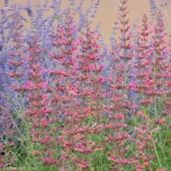 Desert Sunrise® Agastache 7 Desert Sunrise® Agastache -Verdurely Sales Store desert sunrise agastache close up