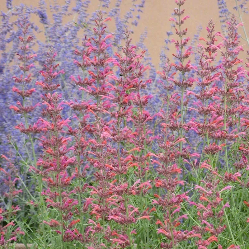 Desert Sunrise® Agastache 4 Desert Sunrise® Agastache - Image 4
