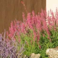 Desert Sunrise® Agastache 6 Desert Sunrise® Agastache -Verdurely Sales Store desert sunrise agastache rock garden