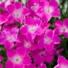 Kahori Pink® Dianthus